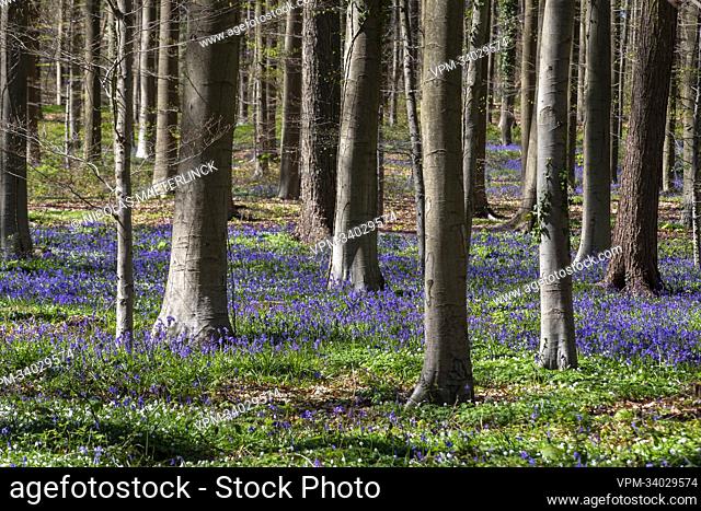 Illustration picture shows the Hallerbos in Halle, renowned for it's bluebells, Sunday 17 April 2022. BELGA PHOTO NICOLAS MAETERLINCK