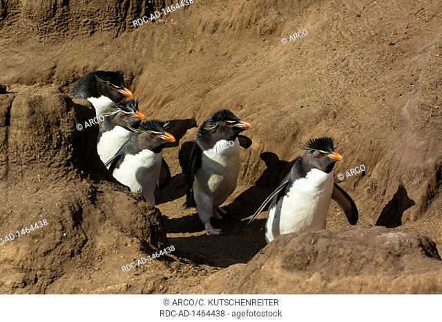 Saunders Island, Falkland Islands, United Kingdom, Southern rockhopper penguins, Eudyptes chrysocome