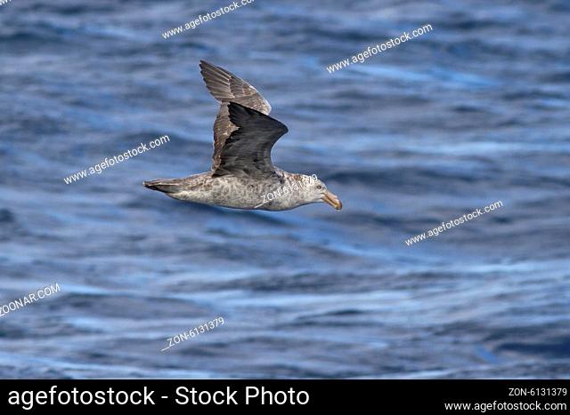 northern giant petrel flying over the waters of the Atlantic Ocean autumn day