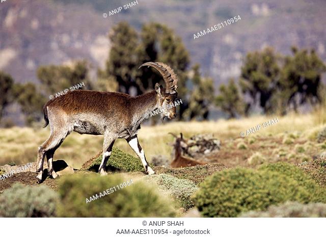Walia ibex (Capra walie) Simien Mountains Nationa Park, Ethiopia. Nov 2008