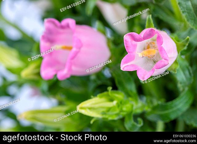 blooming pink campanula champion closeup, canterbury bells in spring, or bellflower macro, natural floral background