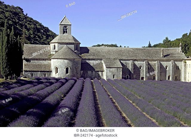 Abbey of Senanque, Vaucluse, South-France, France