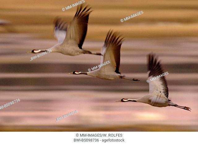 common crane (Grus grus), flying, Sweden, Vaestergoetland