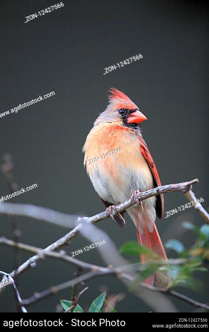 Red Cardinal Hawaii Big Island USA