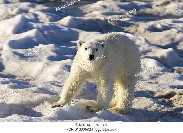 Curious young female polar bear Ursus maritimus on multi-year ice floes in the Barents Sea off the eastern coast of EdgeÏya Edge Island in the Svalbard...