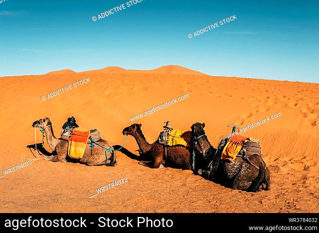 resting, camel, mount, caravan