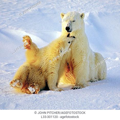 Polar bear (Ursus maritimus) sow and cub playing