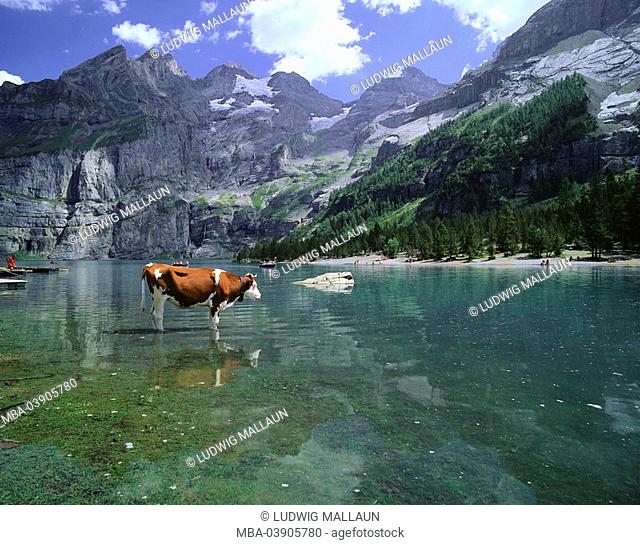 Switzerland, Berner Oberland, Kandersteg, Blümlisalp, Oeschinensee, hikers, resting, cow, water, stands, cools off, mountains, high mountain regions