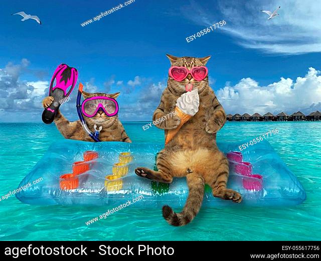 The two beige cats are relaxing on a blue air bed in the sea in the Maldives. One of them in a heart shaped sunglasses eats a ice cream cone and other in diver...