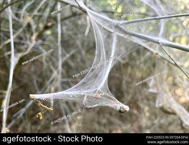 20 May 2022, Berlin: Webs of spider moths are seen on a tree in Treptower Park. In late spring they can be seen in many places on woody plants