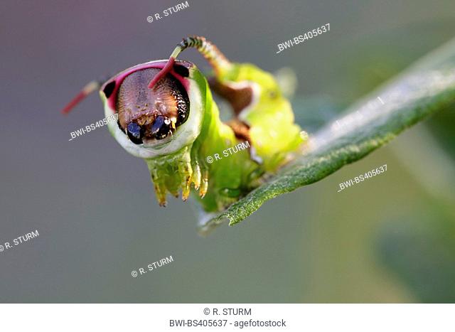 Puss moth (Cerura vinula, Dicranura vinula), caterpillar threatening, Germany, Bavaria, Niederbayern, Lower Bavaria