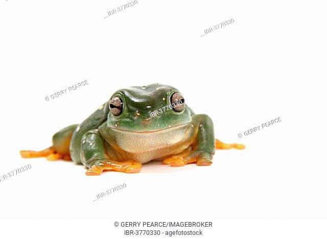 Dainty Green Tree Frog (Litoria gracilenta)