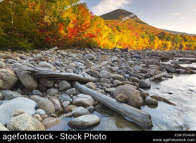 Autumn foliage along the East Branch of the Pemigewasset River in Lincoln, New Hampshire on a cloudy autumn day during a time when the river was very low