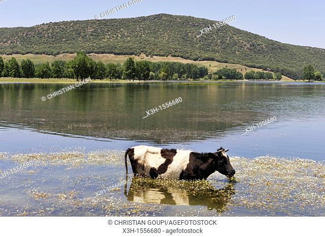 cow by the Dayet Aoua lake, around Ifrane, Middle Atlas, Morocco, North Africa