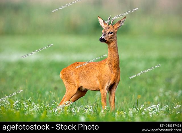 Young cautious roe deer, capreolus capreolus, buck on blossoming meadow in summer. Male mammal animal in nature. Wildlife scenery of deer with blurred...