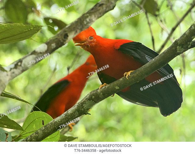 Rare Andean cock of the rock (Rupicola) males showing off, Jardin, Colombia