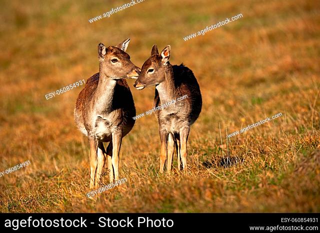 Fallow deer, dama dama, family touching on meadow in autumn. Wild mammal mother sniffing a cub on field in fall. Two brown animals standing on dry pasture