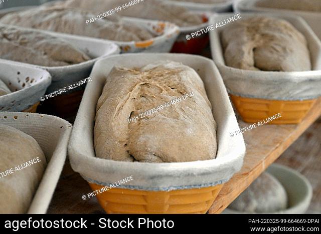 25 March 2022, Thuringia, Schwarzhausen: Loaves of bread lie in the bakery at Stiebling Bakery before baking. The cost increases for energy