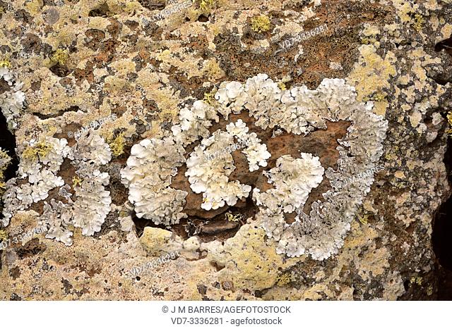 Parmelia tiliacea or Parmelina tiliacea (grey) a foliose lichen. This photo was taken in Lanzarote Island, Canary Islands, Spain