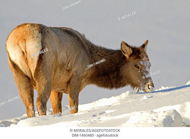 United States, Wyoming-Montana, Yellowstone National Park, Lamar Valley, Elk or Wapiti (Cervus canadensis)