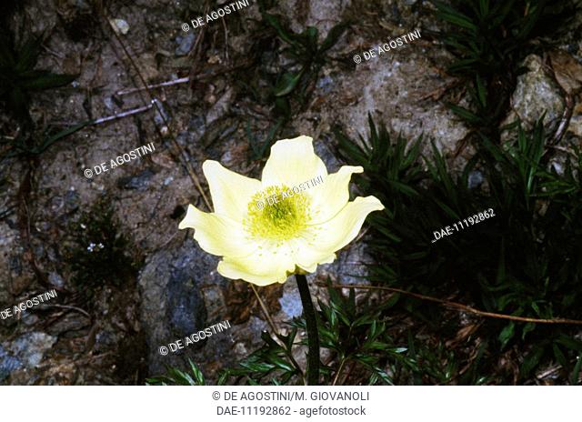 Yellow alpine anemone (Pulsatilla alpina sulphurea), Ranunculaceae