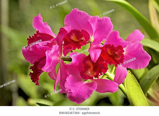 Cattleya orchid (Cattleya spec.), flowers