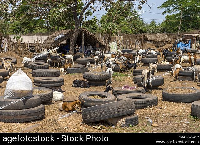 Goats at an animal market near Banjul, The Gambia