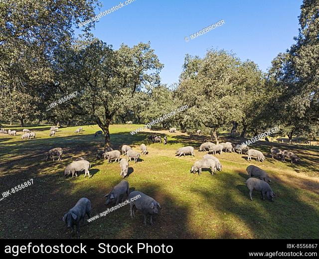 Grazing pigs and holm oaks (Quercus ilex) in the Sierra de Aracena, aerial view, drone shot, Huelva province, Andalusia, Spain, Europe