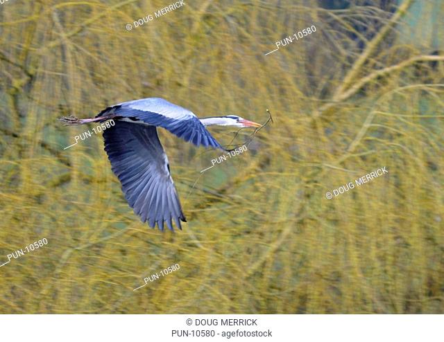 Grey heron Ardea cinerea in flight and carrying nest building material