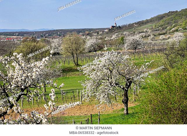 Cherry flower, blossoming cherry trees, Donnerskirchen, north Burgenland, Burgenland, Austria