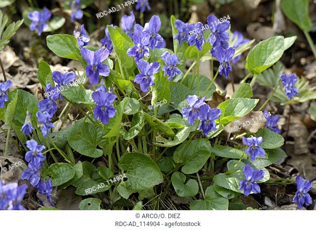 Common Dog Violet Viola riviniana