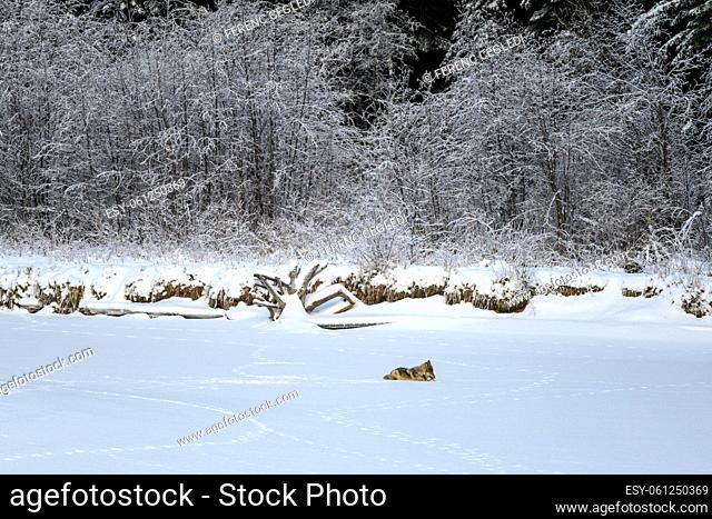 Winter scene of a wolf (Canis lupus) hunting in their original habitat, in the Canadian wilderness