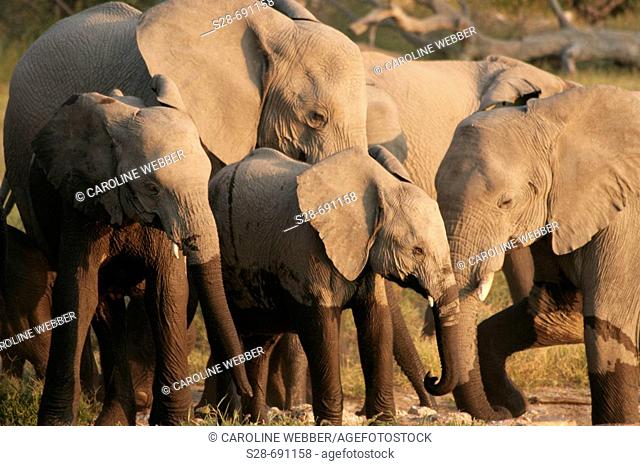 Elephants at Chobe National Park. Botswana