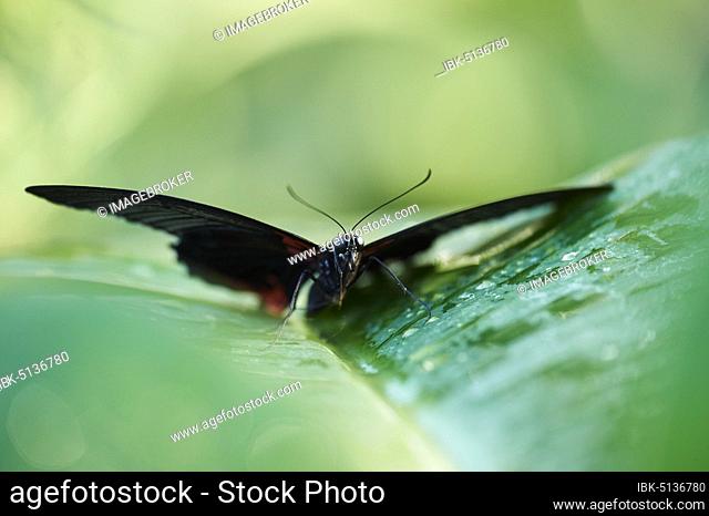 Iphidamas cattleheart or Transandean cattleheart (Parides iphidamas), butterfly sitting on a leaf, Germany, Europe