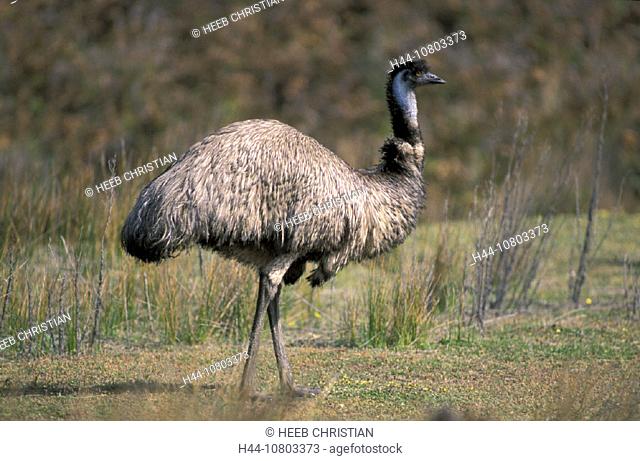 Australia, Dromaius novaehollandiae, Emu, Victoria, Wilsons Promontory, national park, animal, bird