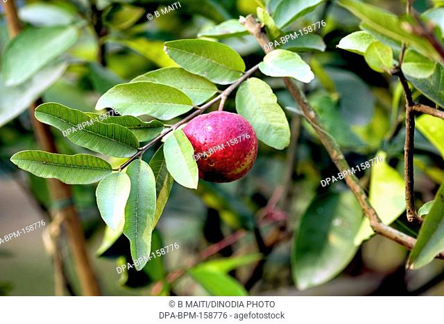 Fruits ; red guava hanging on branch ; West Bengal ; India