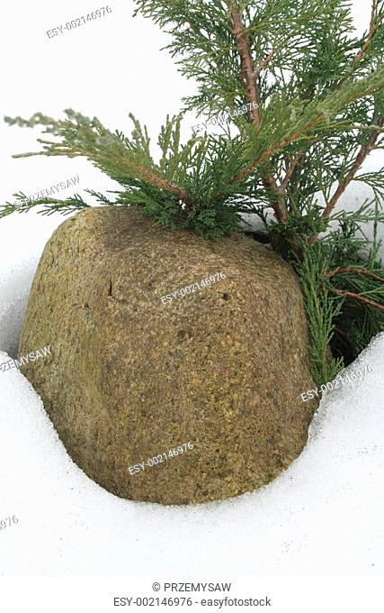 stone with the thuja