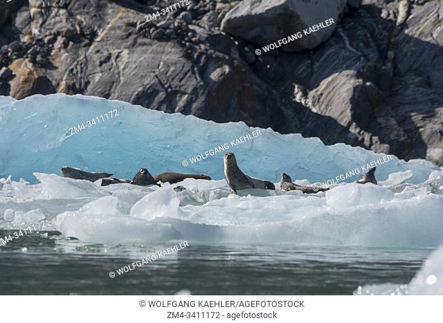 Harbor seals (Phoca vitulina) resting on ice bergs and ice floes at the South Sawyer Glacier in Tracy Arm, a fjord in Alaska near Juneau