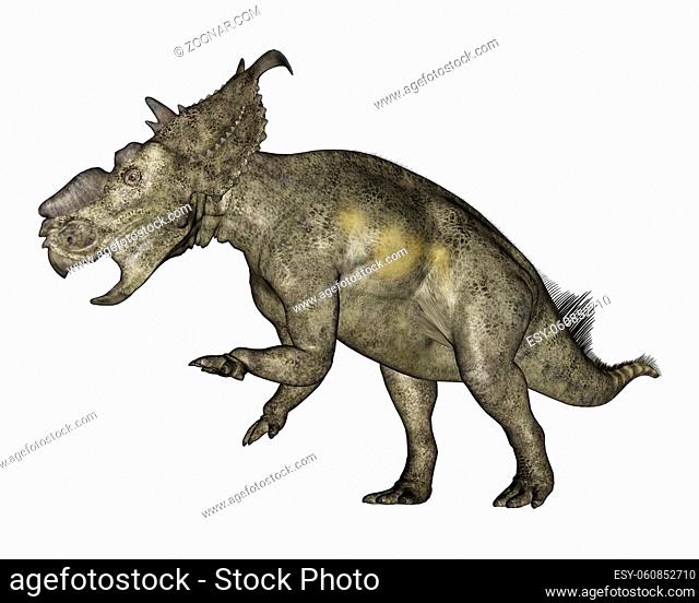 Pachyrhinosaurus dinosaur roaring isolated in white background - 3D render