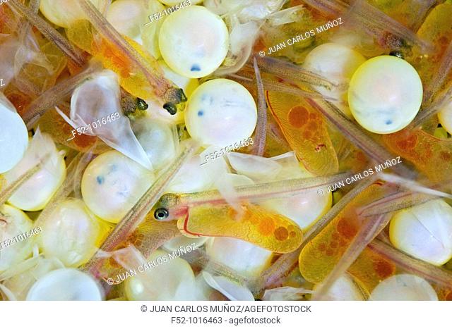 Eggs and yolk sac larvae of Atlantic Salmon newborn