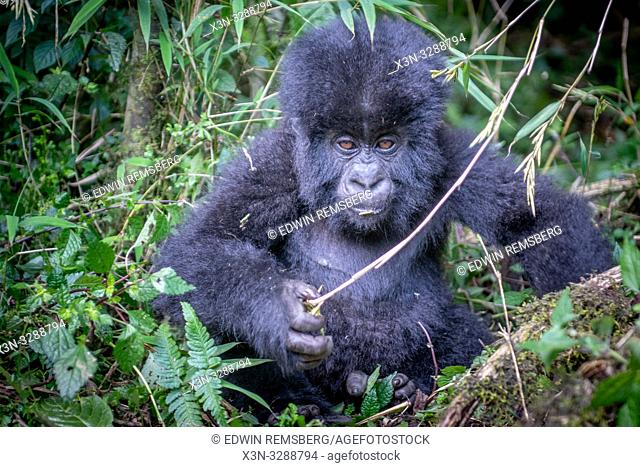 A baby Mountain Gorilla (Gorilla beringei beringei) of the Muhoza group , grasps a bamboo chute, in Volcanoes National Park, Virunga mountain range , Rwanda