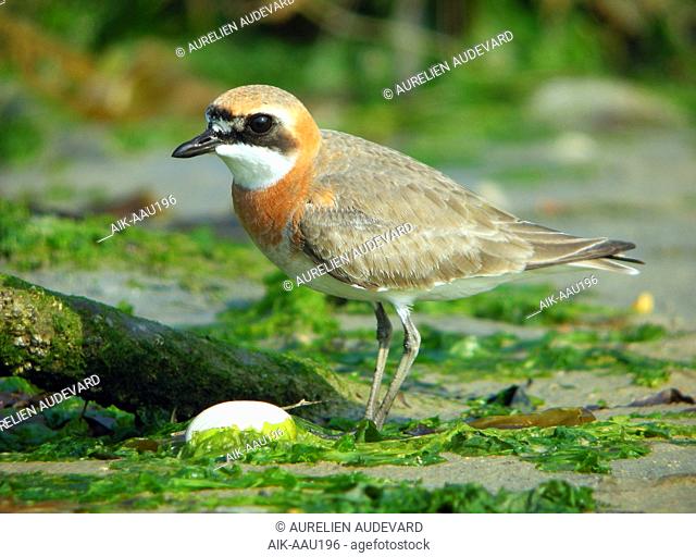 Mongolian Plover (Charadrius mongolus) at Heuksan do island, South Korea, during spring migration along the East Asian Flyway