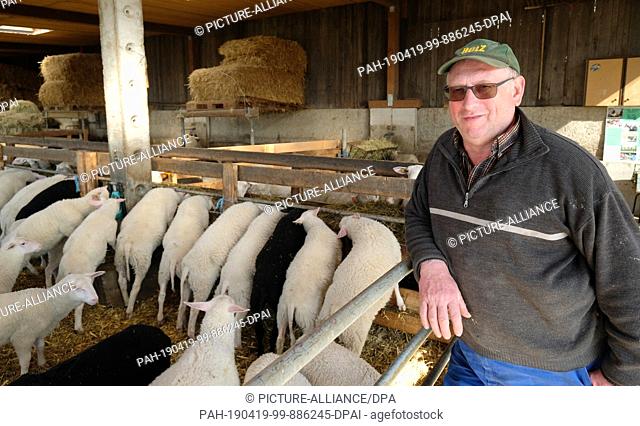 18 April 2019, Saxony, Pausitz: Wolfgang Görne, sheep breeder, stands in a stable with sheep of the breed Ostfriesisches Milchschaf