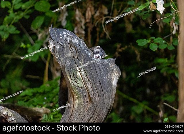 France, Brittany, Ille et Vilaine), European polecat (Mustela putorius), on a dead tree