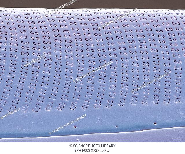 Diatom. Coloured scanning electron micrograph SEM of part of the cell wall, or frustule, of a Amphora sp. diatom. The diatoms are a group of photosynthetic