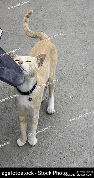 Orance local street Thai cat, stock photo