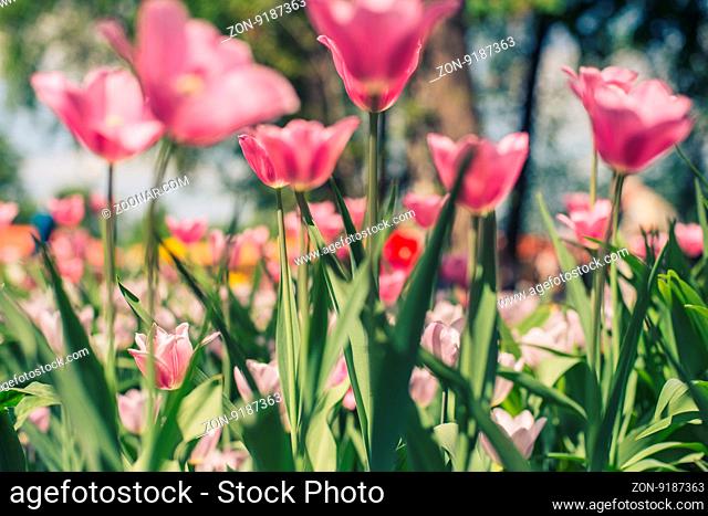Group of red tulips in the park agains clouds. Spring blurred background