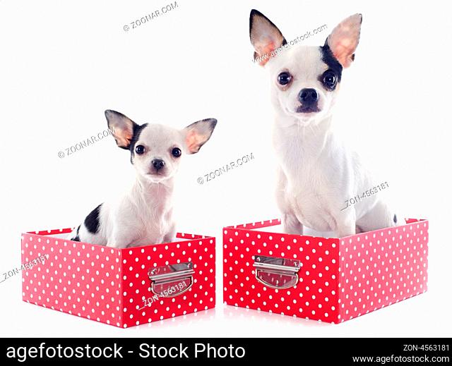 portrait of a cute purebred chihuahuas in box in front of white background