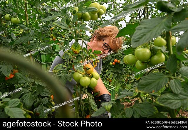 25 August 2023, Baden-Württemberg, Filderstadt: A harvest helper from Ukraine harvests tomatoes at the Hörz organic farm