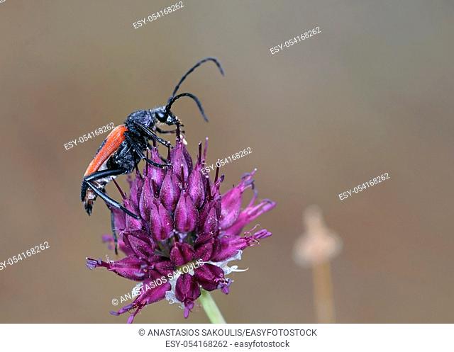 Stictoleptura cordigera is a beetle species of flower longhorns belonging to the longhorn beetle family, subfamily Lepturinae, Greece